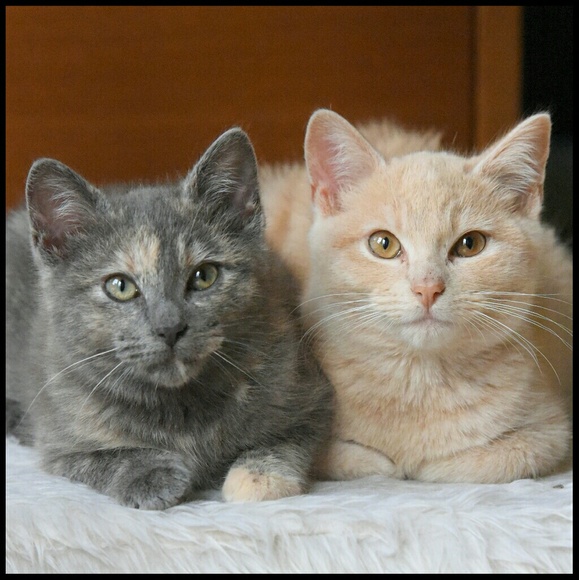 The Fab4 say "Thank You!!" - Picture 2 of 8